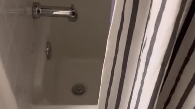 A cat who loves to bathe