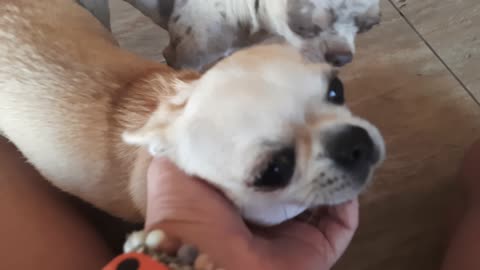 ❗adults only ❗bunch of chihuahua dogs