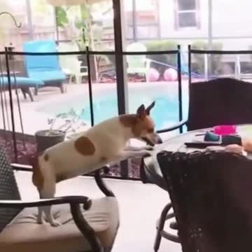 Cute dog is spinning in chair and cant stop