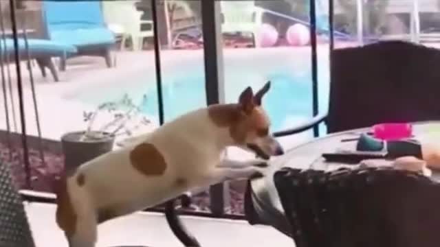 Cute dog is spinning in chair and cant stop