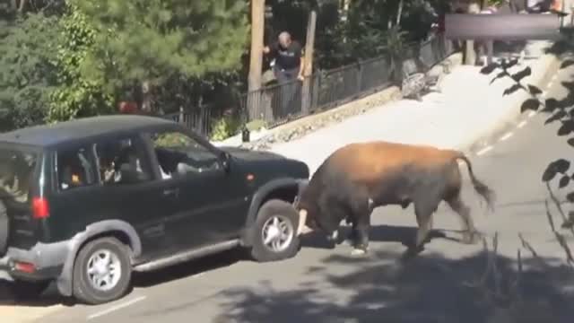 Scary 😱 animal attack