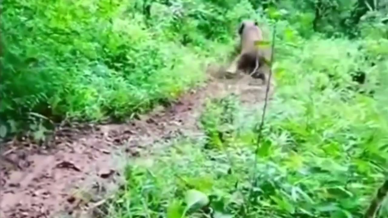 Natural For Elephant