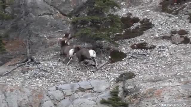 Bighorn Sheep Rut - The Mating Chase_Cut