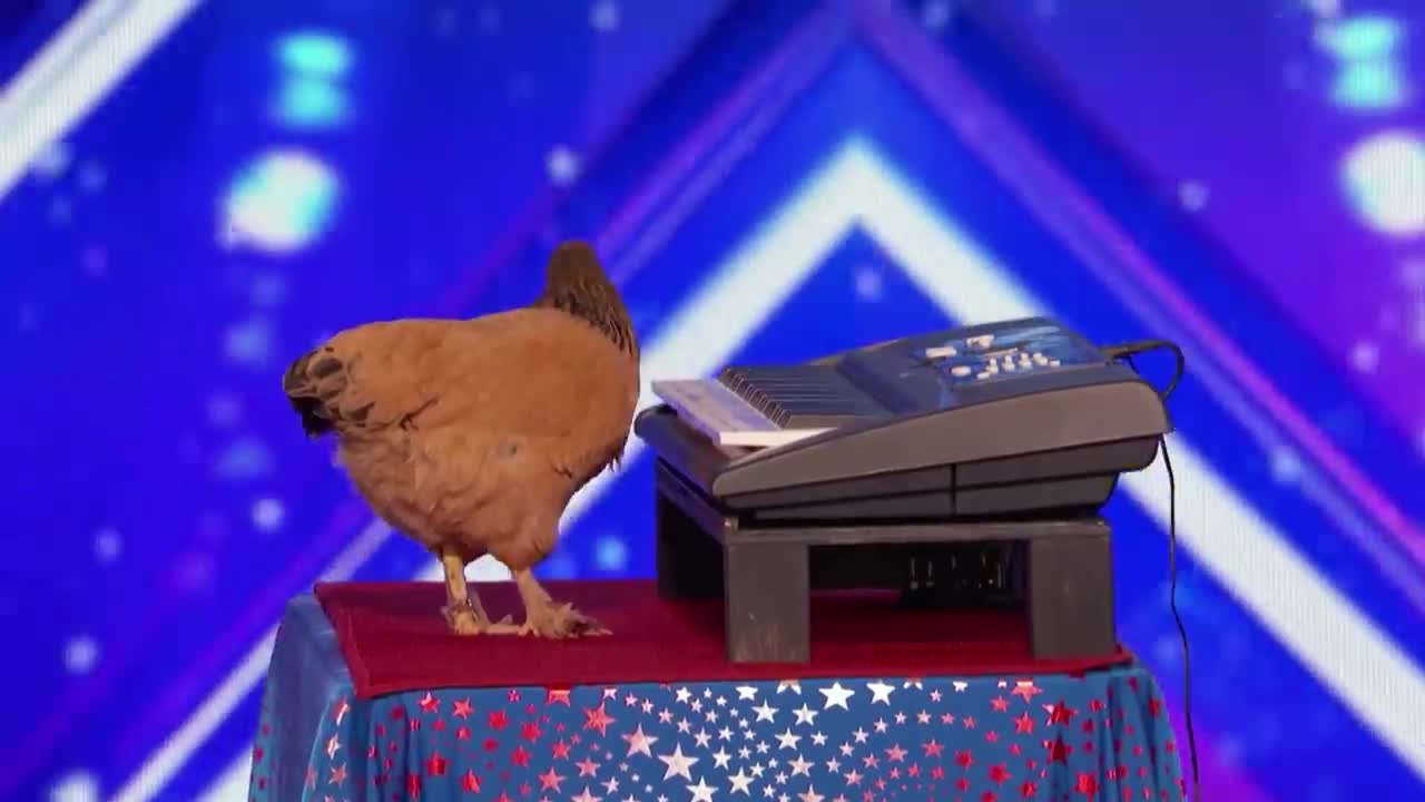 Jokgu of the Flockstars: Chicken Plays Patriotic Tune on Keyboard - America's Got Talent 2017