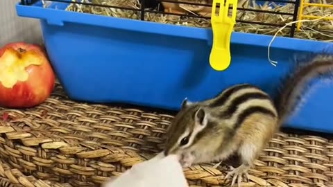 Animals. Chipmunk and napkin. In Russia, this video has gained 87,000 likes