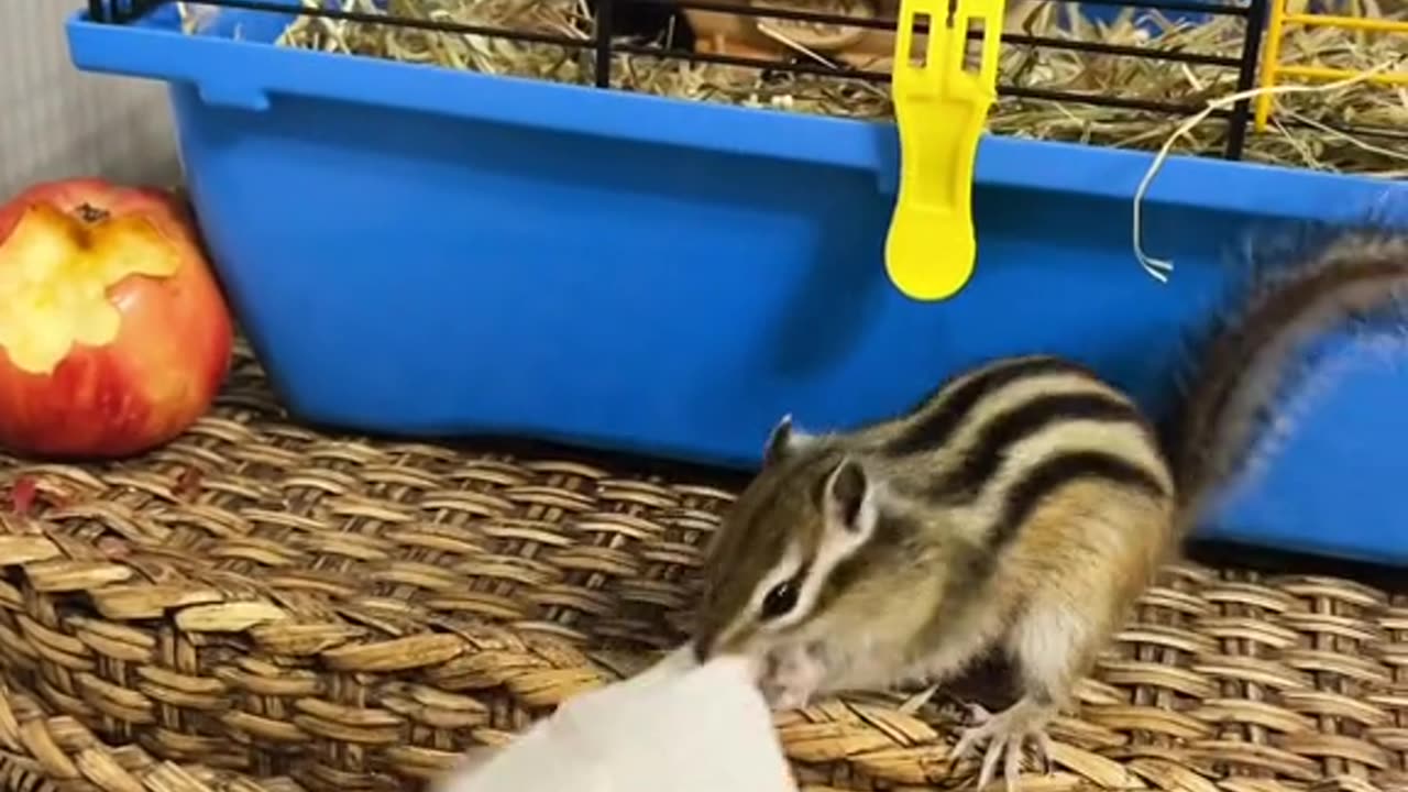 Animals. Chipmunk and napkin. In Russia, this video has gained 87,000 likes