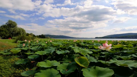 Nature Palatte