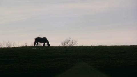 Silhouette of Horse eating in field