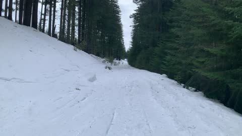 Dark Beautiful Snowy Forest – Potato Hill Sno-Park – Central Oregon – 4K