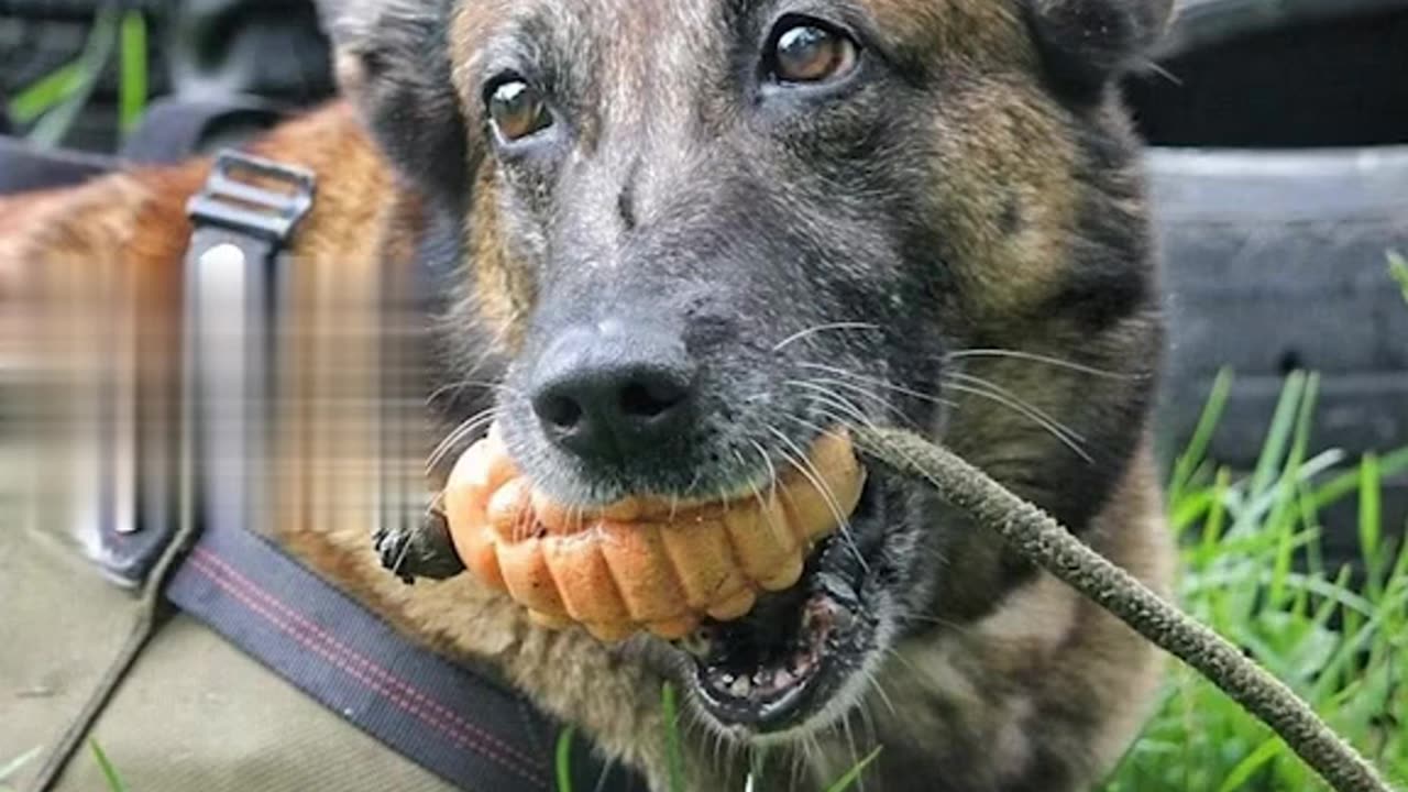 Rescue dog, who found 4 children in Amazon rainforest