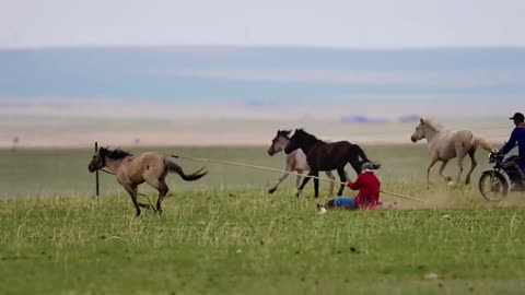 harness horse