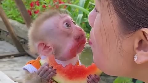 Cute monkey playing with her owner 🥰🥰