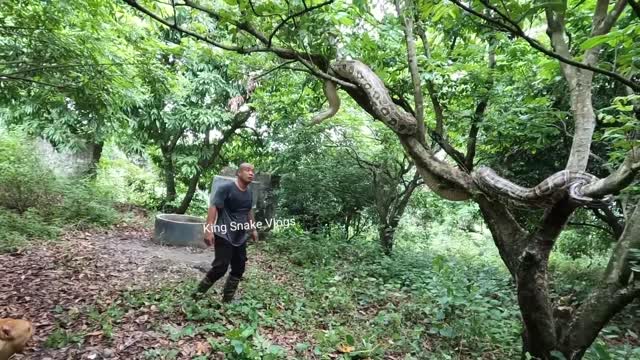 Hunting Pitbull Dogs To Find Giant Snakes That Attack Humans