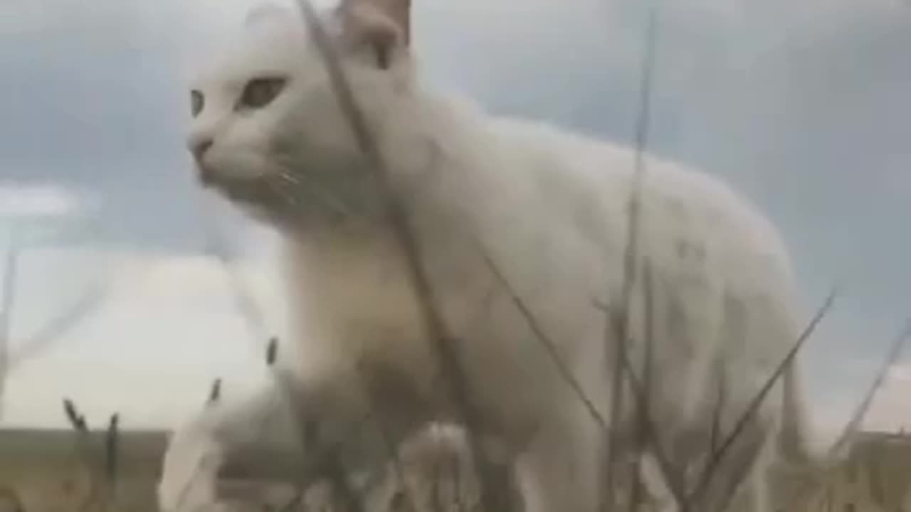 Cat walking