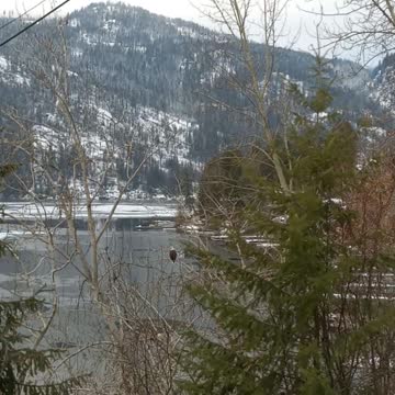 Two Bald Eagle at the Road Side.