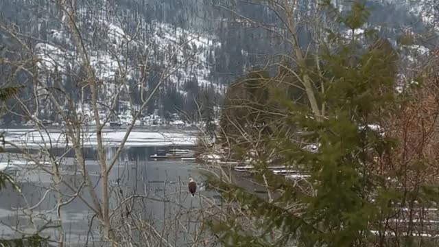 Two Bald Eagle at the Road Side.