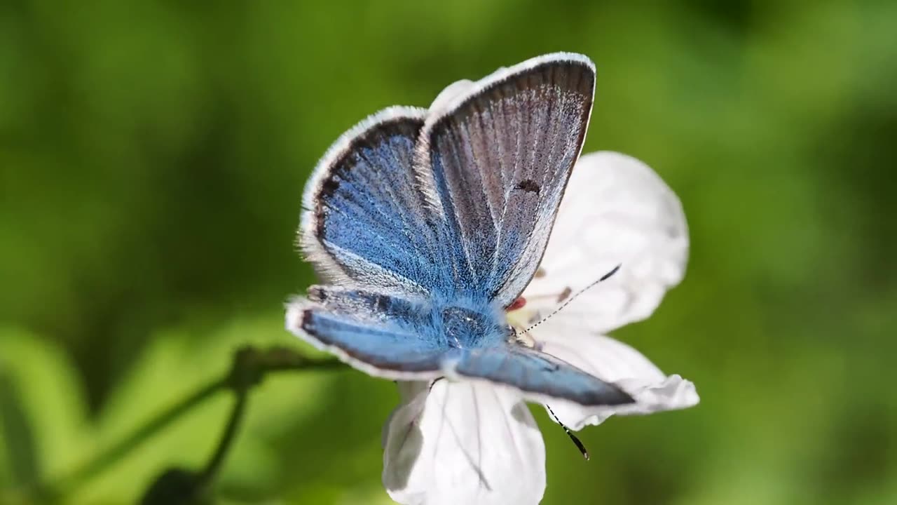 The Extinct specie Xerces blue butterfly