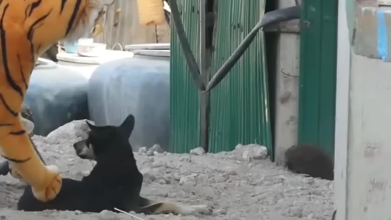 funny| LOL | Animal Prank.... LMFAO