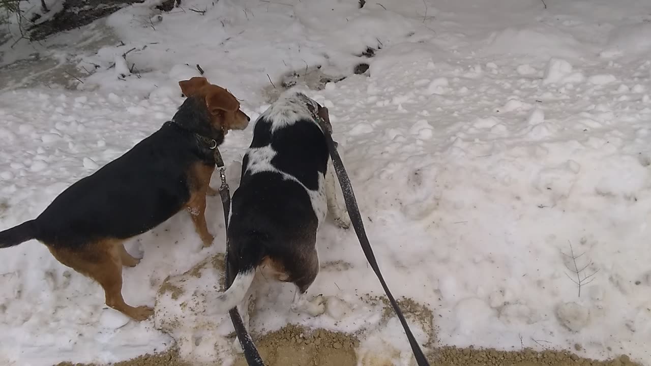 Clarabelle and Bandit