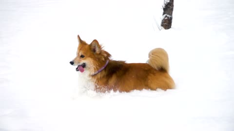 Little canine running in the snow