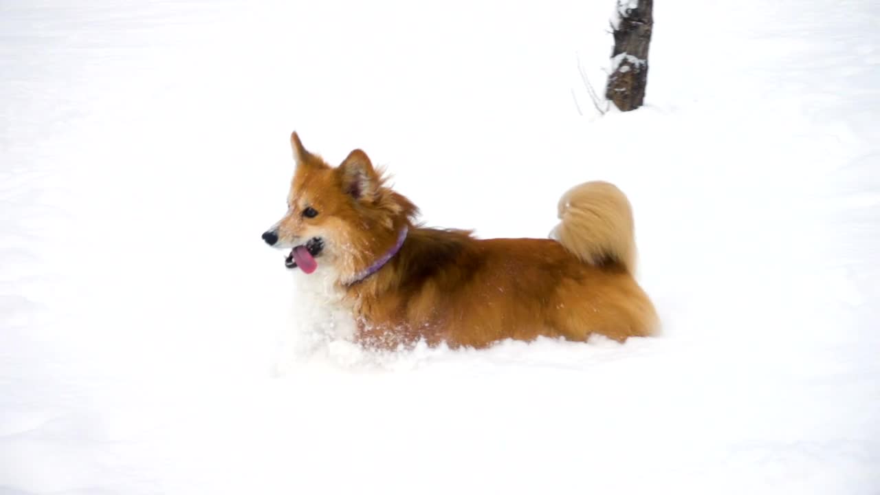 Little canine running in the snow