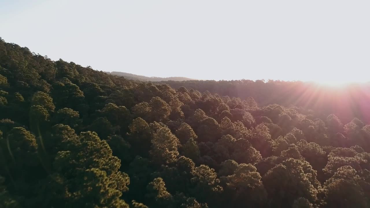 Sun rays over forest treetops