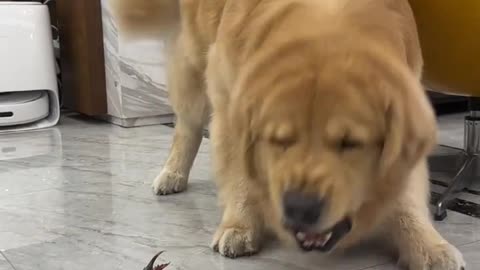 Dog and crab fight