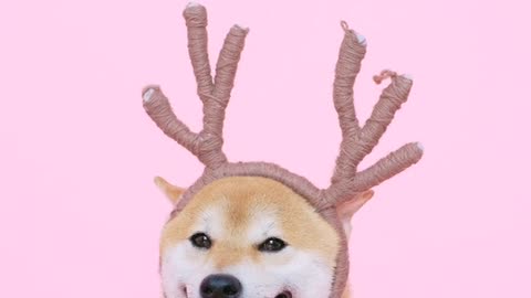 Cute Dog with Antlers Headband!