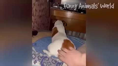 Animals funny videos 😂😂1 for children