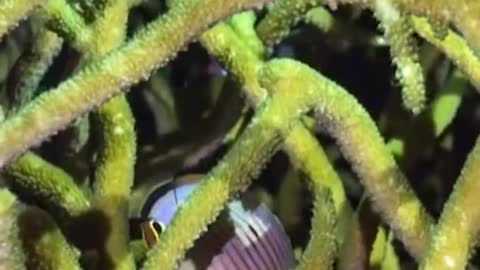 Coitado desse recife, cercado de perigos 😱 #vidanoazul