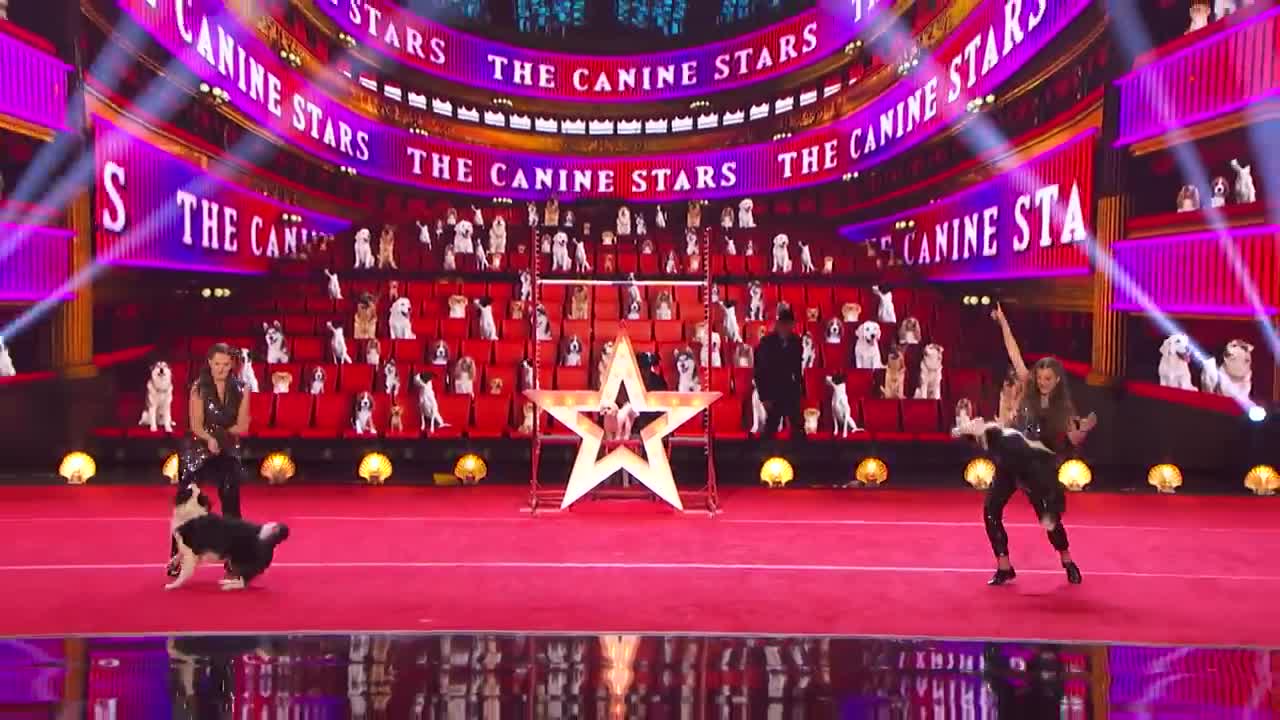 Canine Stars Bring Their Best Dog Performance to AGT! - America's Got Talent 2021