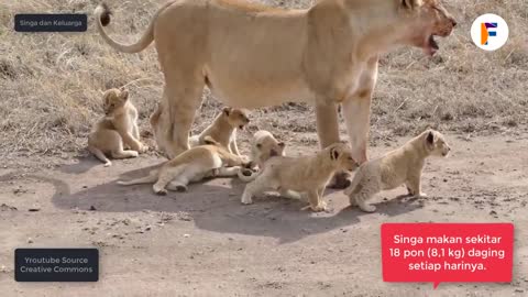 touching the lion family and their young cubs