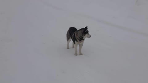 Husky with beautiful multi-colored eyes