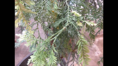 Something Sweet Grandma Coast Redwood Tree Clone Archangel Ancient Tree Archive July 2023