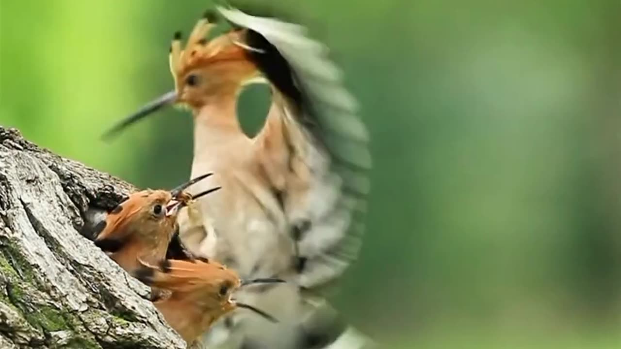 Woodpecker video