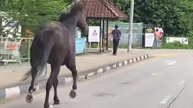 Black horse wanders around Turf Club Road & nearby mall on 22 Mar