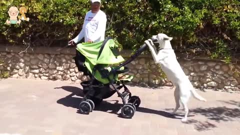 Babies and Dogs Taking each other For a Walk Funny Dog And Baby Compilation