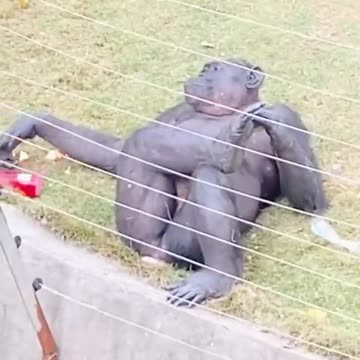 --The Wackiest Animal Moments Caught On Camera--(720P_HD)