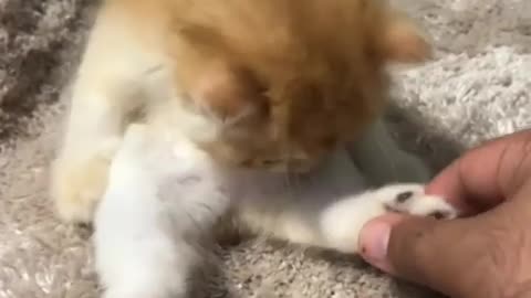 so cute❤️
