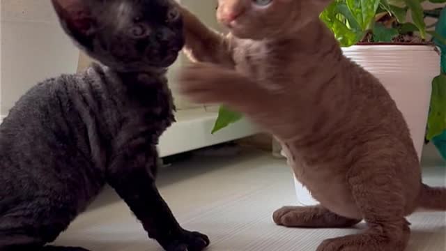 Cats Fighting and Meowing & cats funny