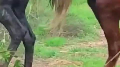 Hardcore horse Mating