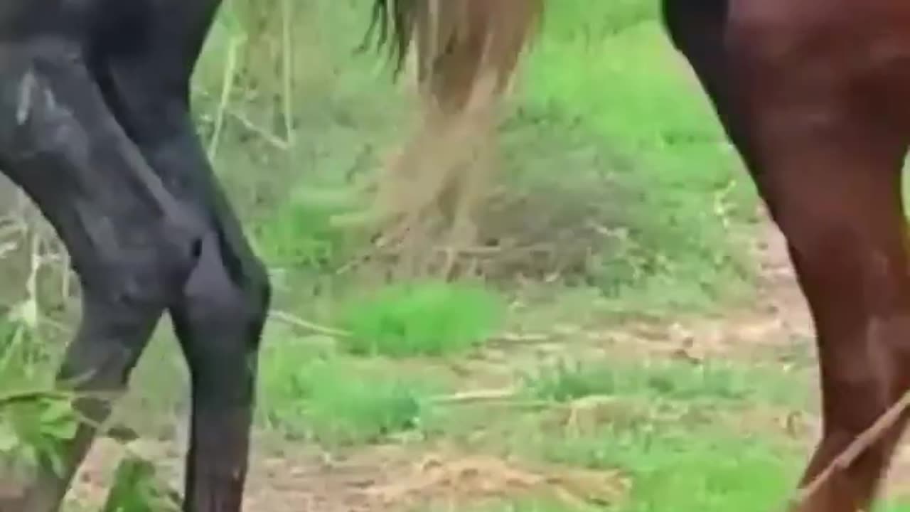 Hardcore horse Mating