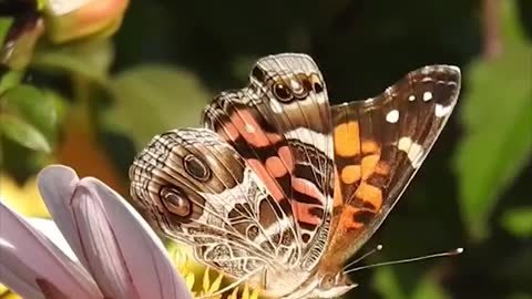 Butterfly Breakfast