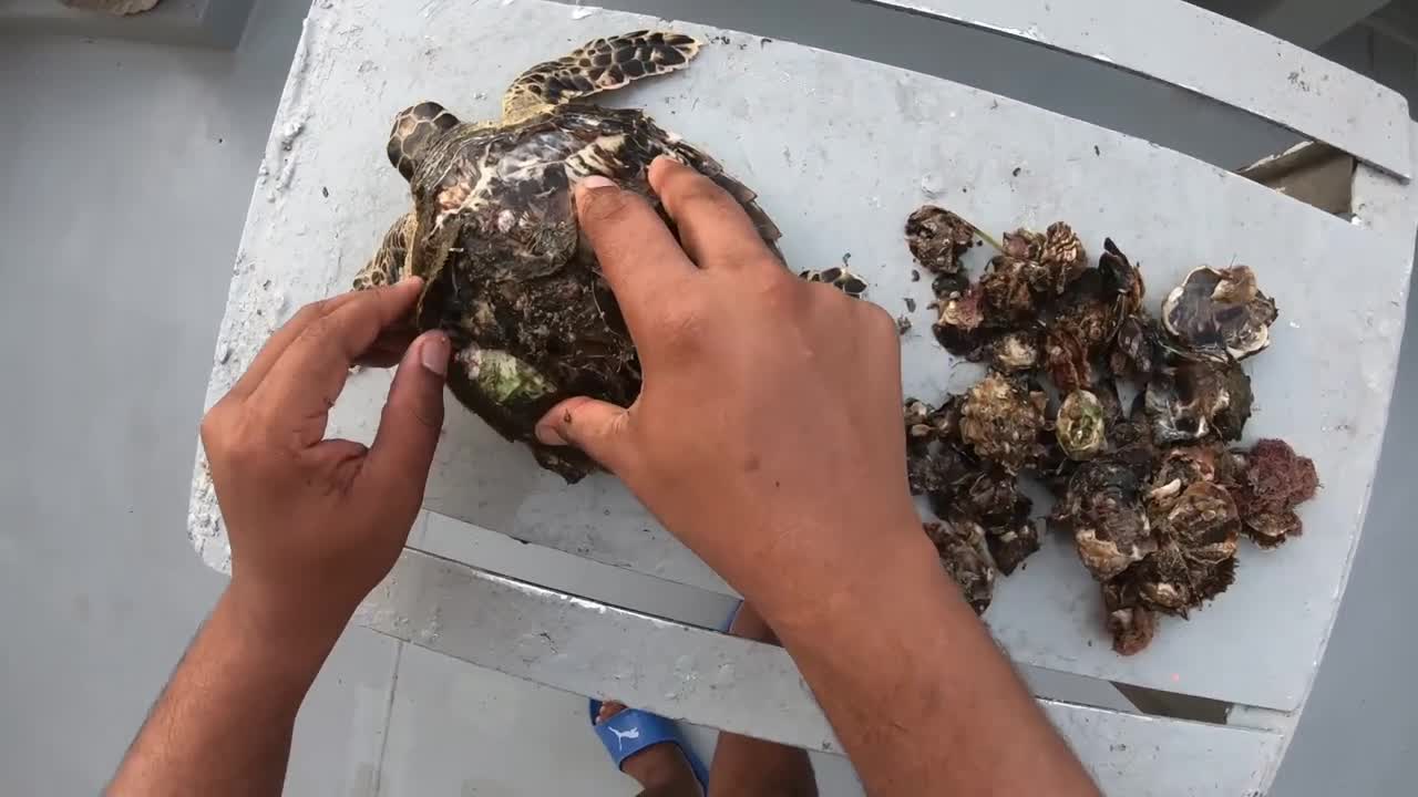 Rescue Sea Turtle Removing Barnacles From a Poor Sea Turtle | animals, Nature, turtles, ocean, ASMR