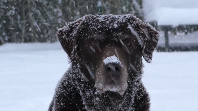 The black dog changes color in Snow White