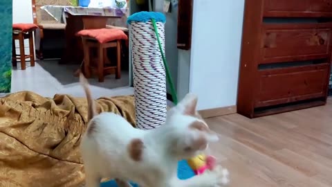 The cat Amur is growing