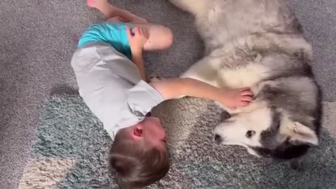 Baby CRAWLS To Her Husky For Attention Is The Cutest Thing Ever!😭.