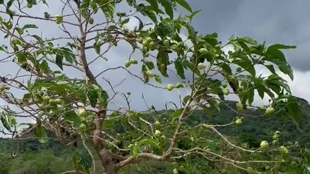 Noni fruit😳