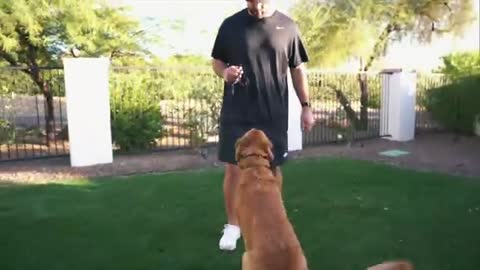 Lear how to Your dog training in fun way as they trained in dog training academy