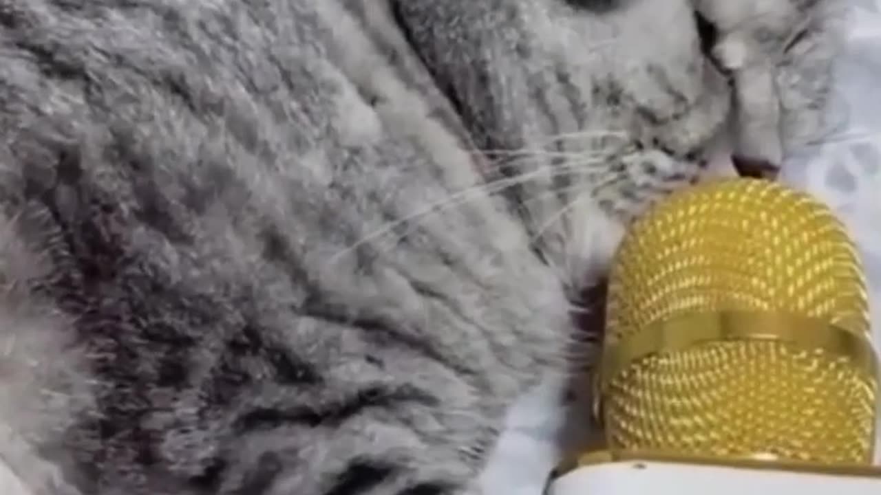 #537 The funniest animals 2023 😂 Funny videos about cats and dogs 😺🐶 #shorts
